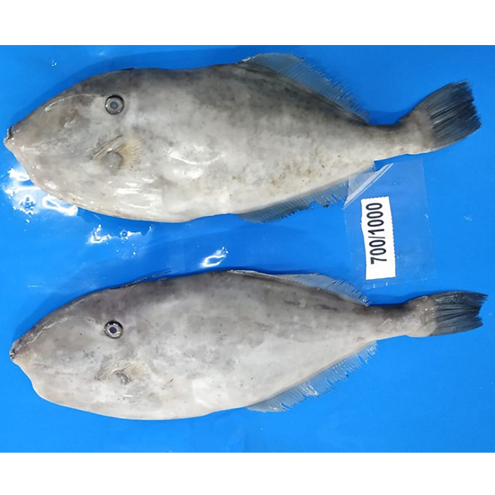 Frozen Leather Jacket Fish – Angelplus INDIA-thanhphatduhoc.com.vn